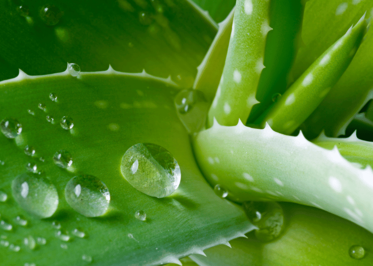 Aloe Vera